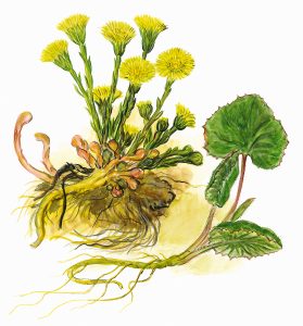 Huflattich mit Blüten und Blättern (Tussilago farfara)