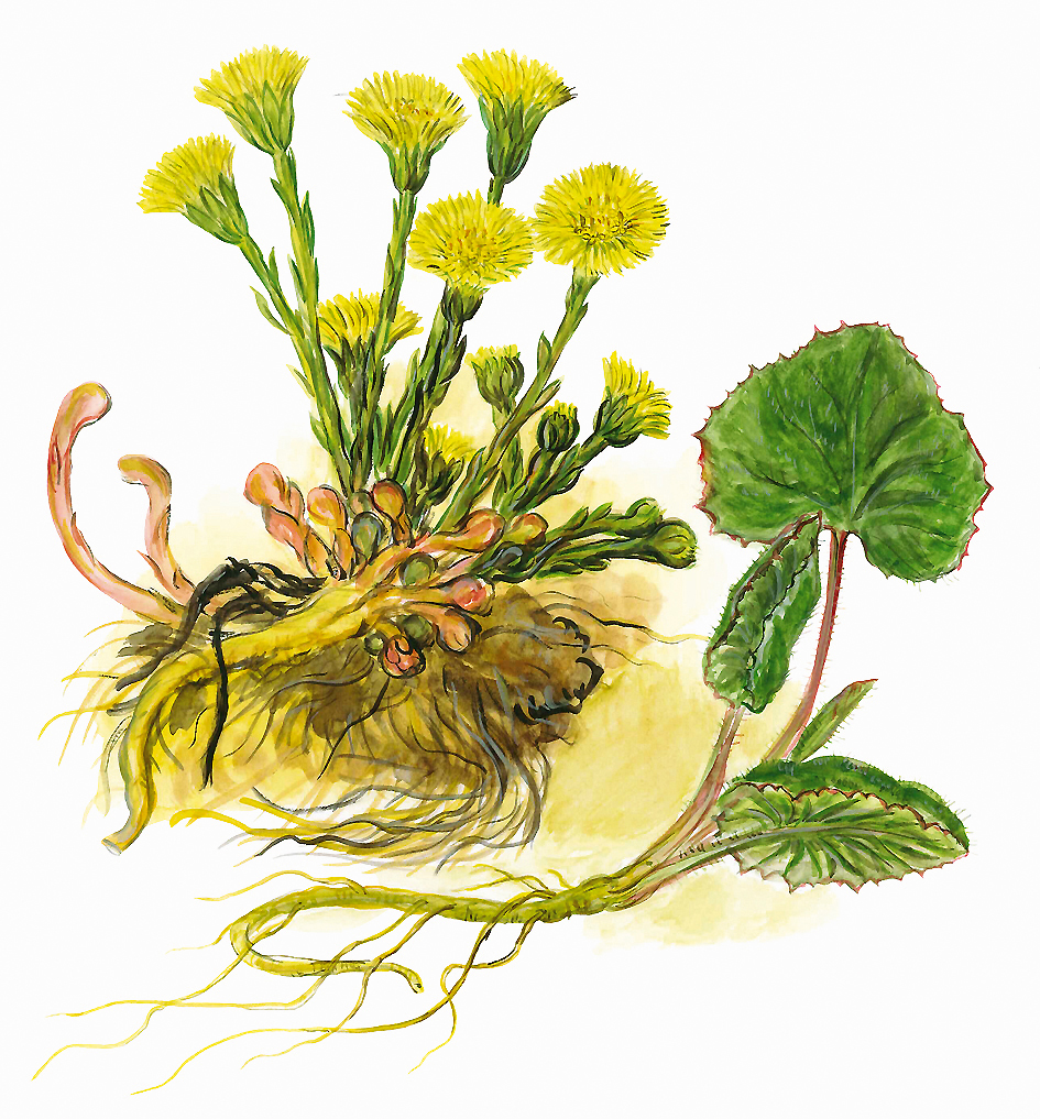 Huflattich mit Blüten und Blättern (Tussilago farfara)