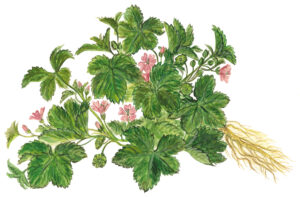 Käsepappel (Malva neglecta)