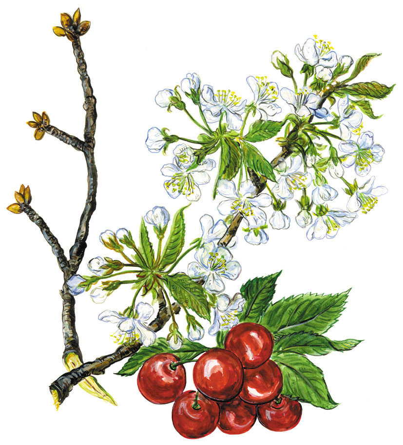 Kirschen, Blüten und Früchte