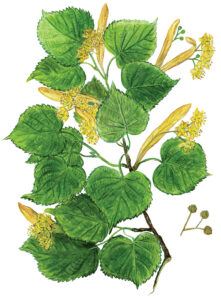 Lindenblütenzweig (Tilia)