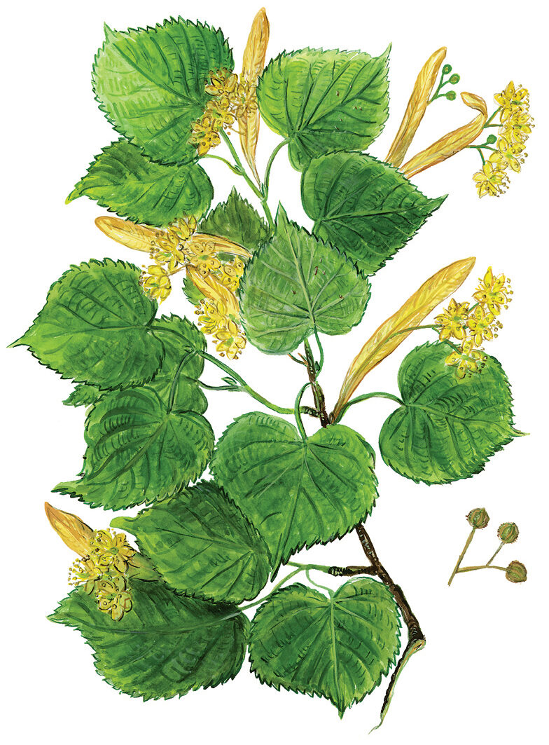 Lindenblütenzweig (Tilia)