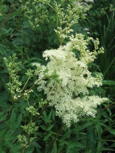 Mädesüß oder Wiesenkönigin (Filipendula oder Spiraea ulmaria)