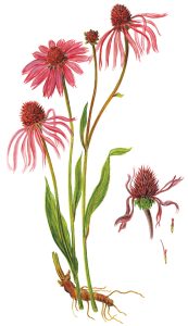 Roter oder Schmalblättriger Sonnenhut (Echinacea angustifolia)