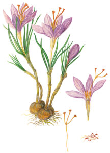 Safran (Crocus sativus)