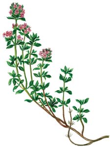 Thymian, Echter oder Gartenthymian (Thymus vulgaris)