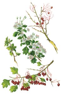 Weißdornblüten und -früchte (Crataegus)