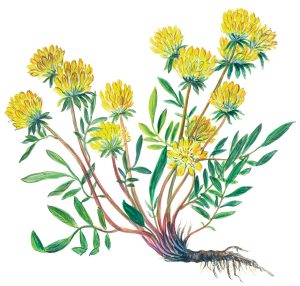 Wundklee (Anthyllis vulneraria)