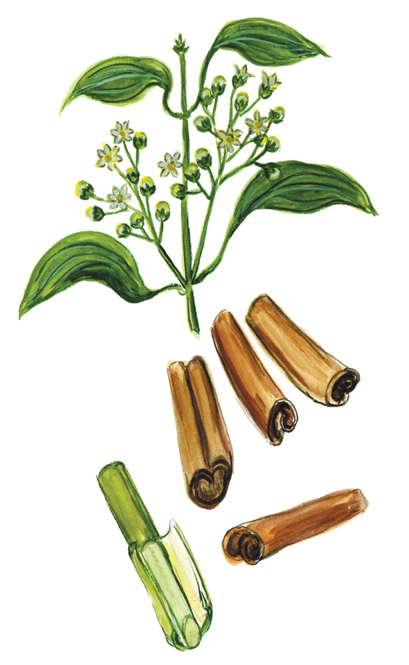 Zimtrinde (Cinnamomum)