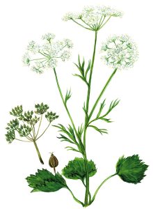 Anis (Pimpinella anisum)