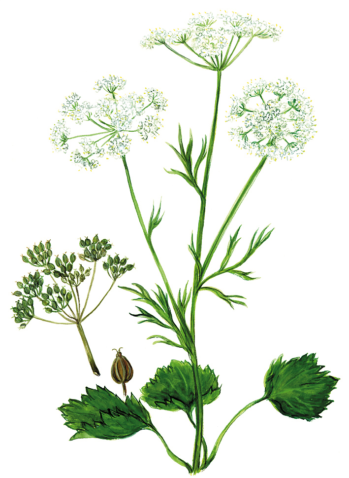 Anis (Pimpinella anisum)
