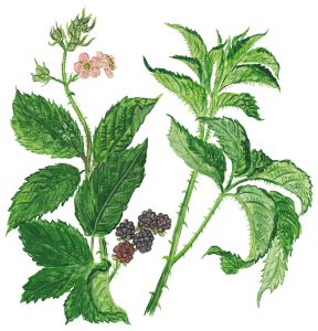 Brombeerranken mit Blüten und Früchten (Rubus fruticosus)