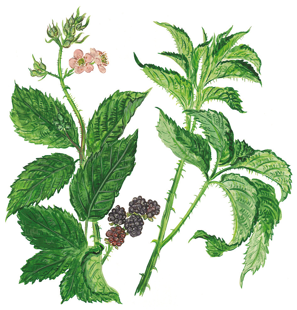 Brombeerranken mit Blüten und Früchten (Rubus fruticosus)