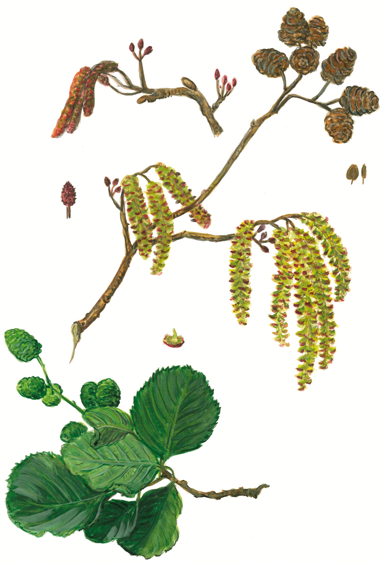 Schwarzerle (Alnus glutinosa)