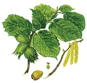 Haselnusszweig mit Blüten und Früchten (Corylus avellana)