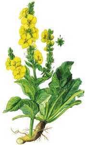 Königskerze oder Wollblume (Verbascum densiflorum oder Verbascum thapsiforme)