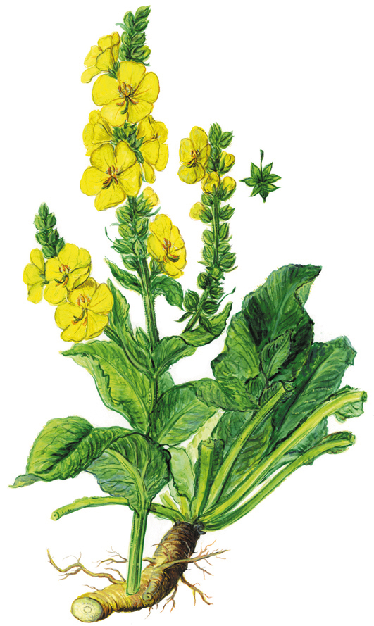 Königskerze oder Wollblume (Verbascum densiflorum oder Verbascum thapsiforme)