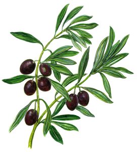 Olivenzweig (Olea europaea)