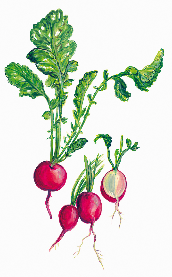 Radieschen (Raphanus sativus)