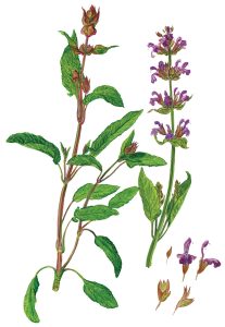 Salbei mit Knospen und Einzelblüten