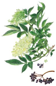 Schwarzer Holunder (Sambucus nigra)