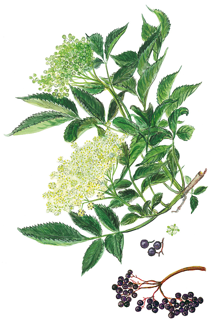 Schwarzer Holunder (Sambucus nigra)