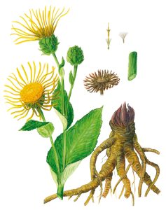 Alant mit Wurzel und Details (Inula helenium)