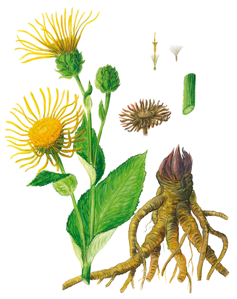 Alant mit Wurzel und Details (Inula helenium)