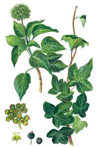Efeu (Hedera helix)
