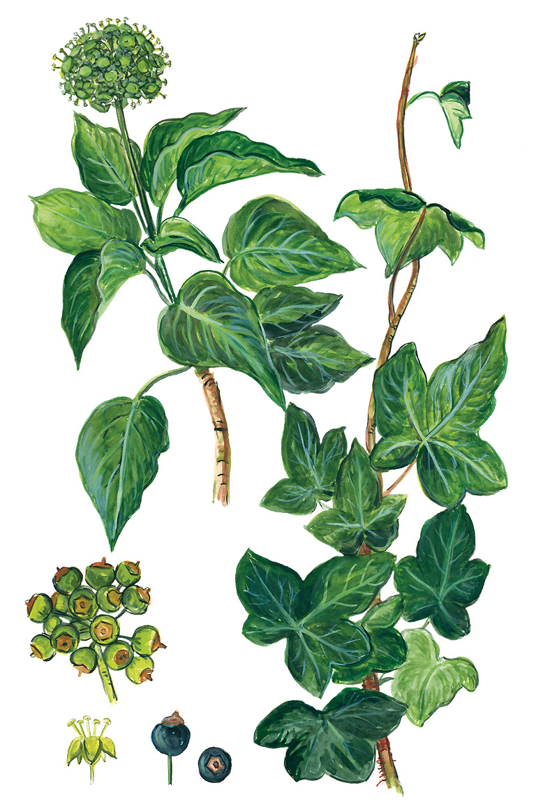 Efeu (Hedera helix)