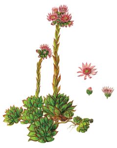 Dachwurz oder Hauswurz (Sempervivum tectorum)