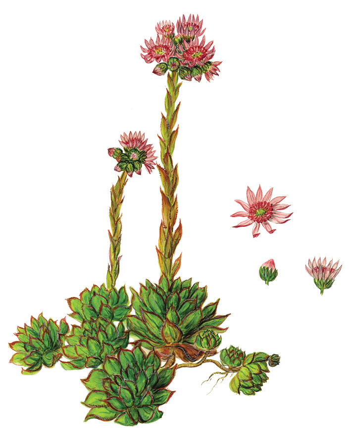 Dachwurz oder Hauswurz (Sempervivum tectorum)