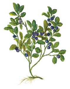 Heidelbeerstaude mit Früchten (Vaccinium myrtillus)