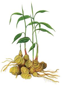 Ingwer (Zingiber officinale)
