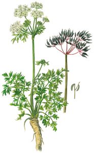 Kerbel oder Gartenkerbel (Anthriscus cerefolium)
