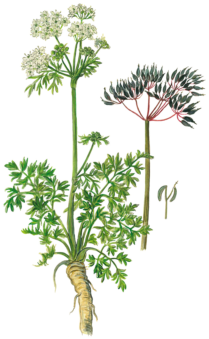 Kerbel oder Gartenkerbel (Anthriscus cerefolium)