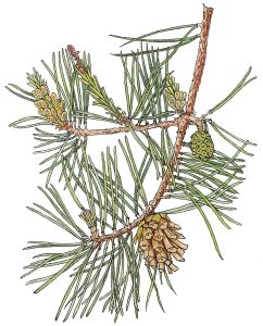 Latschenkiefe (Pinus mugo)