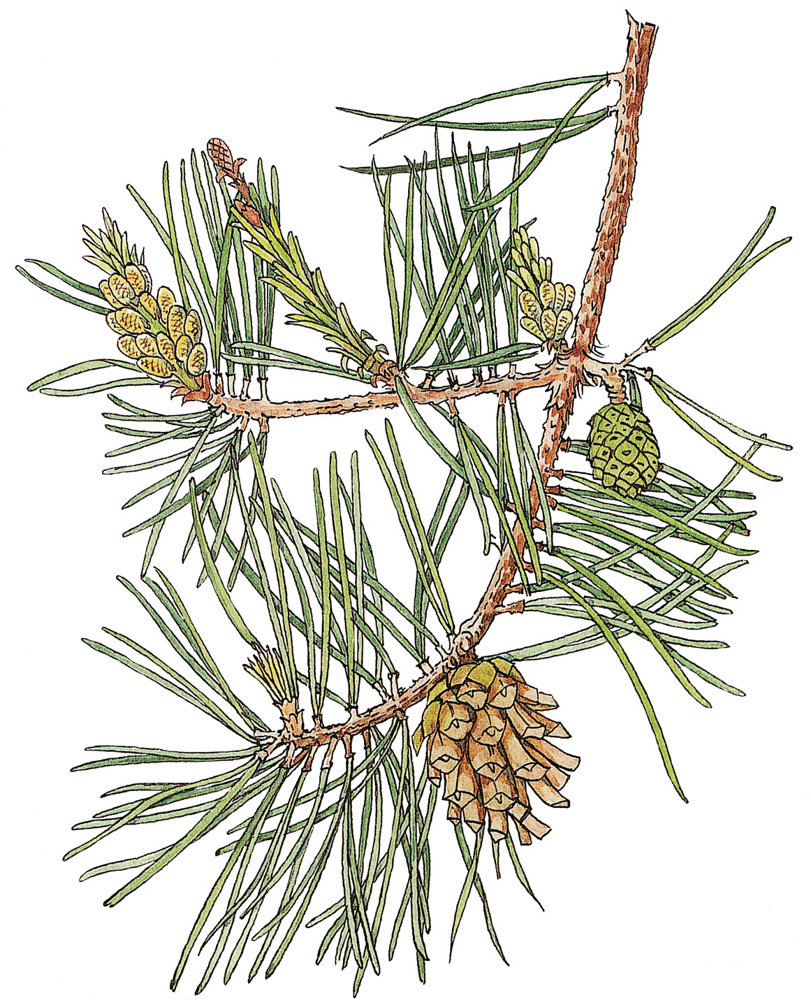 Latschenkiefe (Pinus mugo)