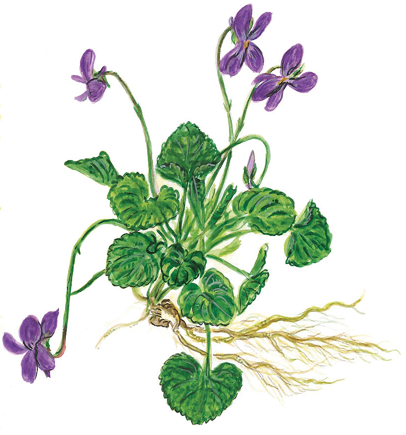 Veilchenstock blühend und mit Wurzel (Viola odorata)