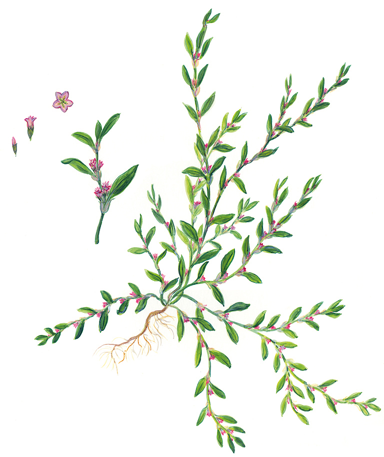 Vogelknöterich (Polygonum aviculare)