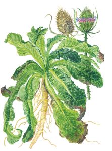 Wilde Kare mit Wurzelstock (Dipsacus fullonum)