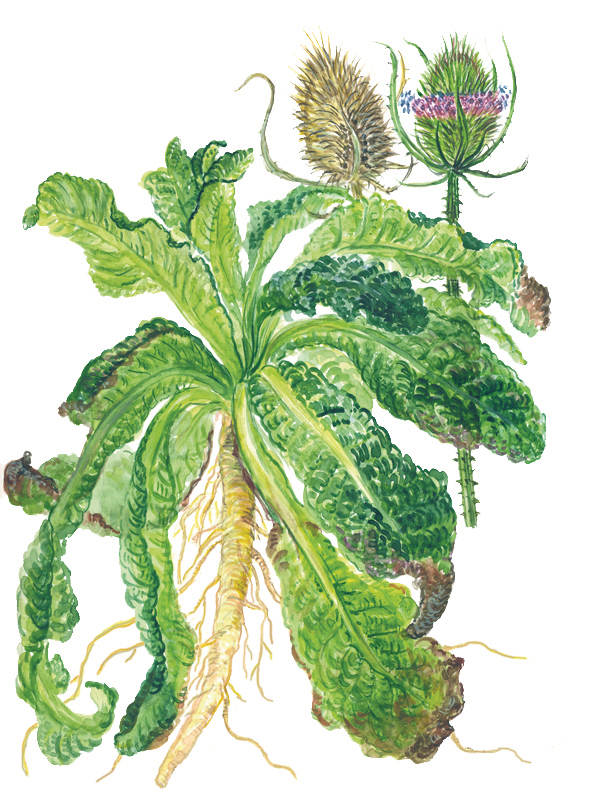 Wilde Kare mit Wurzelstock (Dipsacus fullonum)
