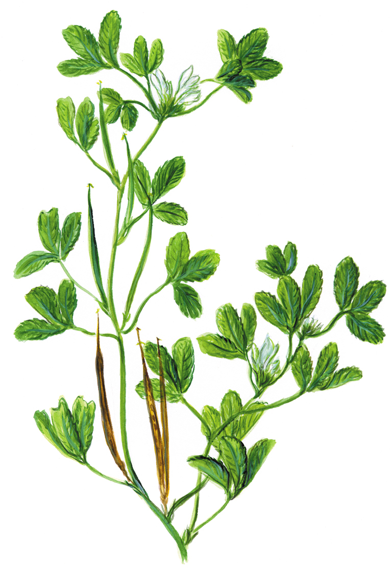 Bockshornklee (Trigonella foenum-graecum)