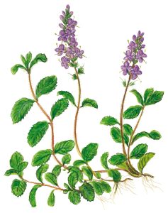 Ehrenpreis (Veronica)