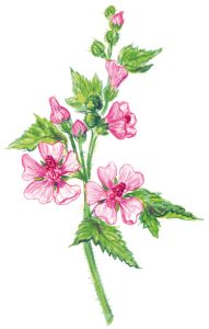 Eibisch Blütenzweig (Althaea officinalis)