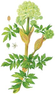 Echte Engelwurz oder Angelika (Angelica archangelica)