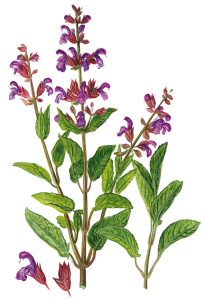 Salbei blühend (Salvia officinalis)