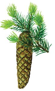 Fichtenzweig und Fichtenzapfen (Picea abies)