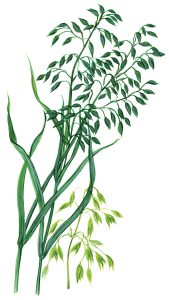 Hafer (Avena sativa)