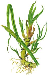 Kalmuswurzel und Blütenstand (Acorus calamus)